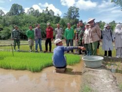 Babinsa Posramil Teupah Barat Dampingi Petani dalam Pengecekan Bibit Padi