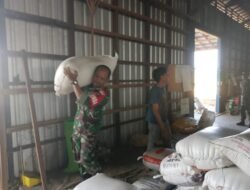 Babinsa Rantau Badauh: Garda Terdepan Pendamping Petani, Wujudkan Ketahanan Pangan