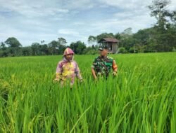 Babinsa Panga Motivasi Petani Desa Tuwi Kareung Jaga Kualitas Tanaman Padi