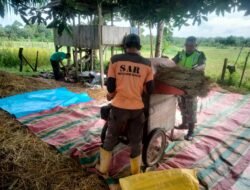 Wujud Ke manunggal TNI , Babinsa Koramil Bantu Petani