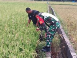 Babinsa Cek Padi Siap Panen di Desa Cot Punti