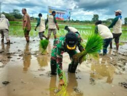 SEMANGAT PETANI MERAUKE; TANAM PADI SERENTAK DEMI SWASEMBADA PANGAN NASIONAL