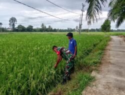 Babinsa Dampingi Petani, Pastikan Tanaman Padi Terbebas dari Hama
