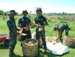 Korem 012/TU Gelar Panen Jagung Ayam, Wujud Nyata Dukungan Ketahanan Pangan