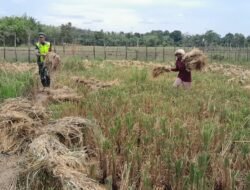 Sertu Iwan Palentino Turun ke Sawah Membantu Warga Memanen Padi