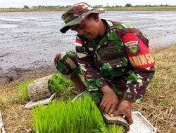 Babinsa Kodim 1707/Merauke Bantu Petani Tanam Padi dengan Mesin Modern