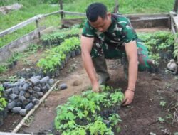 Korem 012/TU Dukung Ketahanan Pangan Nasional, Kelola Lahan 40 Hektare