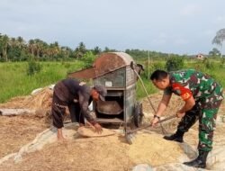 Babinsa Koramil 08/Arongan Lambalek Bantu Warga Panen dan Bersihkan Padi yang Telah Dipanen