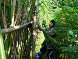 Bertani di Sela Tugas Militer, Letda Cke Isdayun Buktikan Keterampilan Ganda