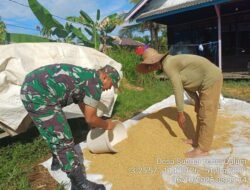 Babinsa Tabunganen Turun Ke Lapangan: TNI Jemur Padi Bersama Petani Sungai Teras
