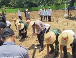 Kodim 1010/Tapin Dukung Program Swasembada Pangan, Hadiri Tanam Jagung Serentak