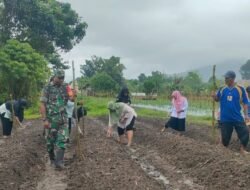 Dukung Ketahanan Pangan, Pemdes Wayamiga dan Babinsa Gelar Penanaman Jagung di Lahan 1 Hektar