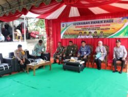 Panen Raya di HSS, Petani Hamayung Utara Raih Hasil Melimpah, Danramil 1003-08/Daha Utara Hadiri Syukuran Panen