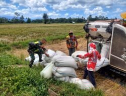 Babinsa Koramil 03/Senagan Timur Dampingi Panen Padi dengan Teknologi Modern, Wujudkan Ketahanan Pangan