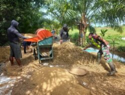 Babinsa Koramil 08/Arongan Lambalek Bantu Warga Merontokkan Padi di Desa Kubu