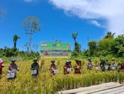 Sinergi dan Gotong Royong, Manokwari Selatan Sukses Panen Padi Gogo