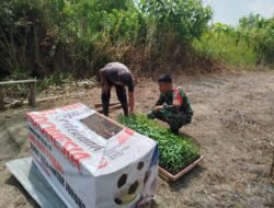 Babinsa Koramil 07/Johan Pahlawan Bantu Petani Membersihkan Tanaman Cabai Warga Binaan