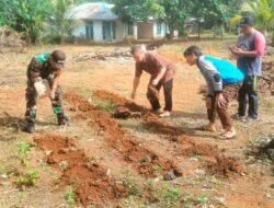 Babinsa Koramil 1203-07/Marau Gotong Royong Bersama Camat Singkup Tanam Jagung Dukung Ketahanan Pangan