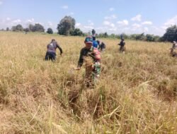 Babinsa Turut Serta dalam Panen Bersama Petani Desa Sungai Batang