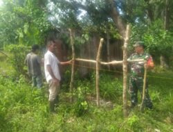 Babinsa Posramil Pasie Raya Bantu Warga Pasang Pagar Kebun Cegah Ternak Masuk ke Lahan Pertanian