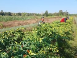 TNI Satgas TMMD Ke-126 Turun ke Ladang, Bantu Warga Panen Cabai di Tumih