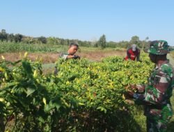 TMMD Ke-126: TNI Ikut Panen Cabai, Wujud Nyata Kepedulian pada Petani