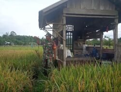 Babinsa Posramil Darul Hikmah Bantu Petani Usir Hama Burung Pipit di Sawah Desa Blang Dalam