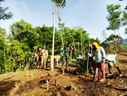 Kemanunggalan TNI dengan Rakyat, Babinsa Loksado Gotong Royong Manugal Tanam Padi