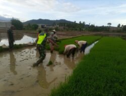 Babinsa Koramil 01/Jaya Bantu Petani Tanam Padi di Desa Lamme