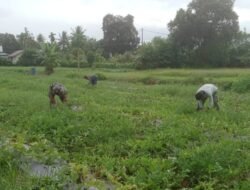 Babinsa Koramil 04/Meureubo Dampingi Petani Cek Tanaman Semangka Pasca Diguyur Hujan Berkepanjangan