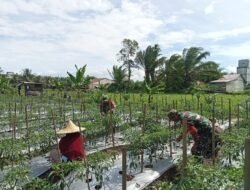 Babinsa Jajaran Korem 012/TU Dukung Swasembada Pangan, Bantu Petani Cabai di Nagan Raya