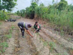 Babinsa Johan Pahlawan Bantu Petani Merawat Tanaman Cabai