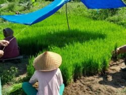 Babinsa Koramil 03/Setia Bakti Dampingi Petani Cabut Bibit Padi di Desa Lhok Bot