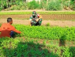Jajaran Kodim 0112/Sabang Dukung Ketahanan Pangan di Wilayah Korem 012/TU, Babinsa Bantu Warga Rawat Tanaman Kangkung