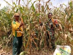 Jajaran Kodim 0118/Subulussalam Dukung Ketahanan Pangan, Babinsa Bantu Petani Panen Jagung di Lae Oram