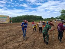Babinsa Tapin Selatan Dukung Ketahanan Pangan Lewat Penanaman Jagung Perdana di Desa Pantai Cabe