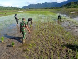 Babinsa Koramil 01/Jaya Ajak Petani Desa Lamme Tingkatkan Semangat Menanam Padi