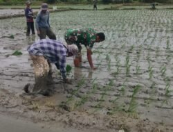 Babinsa Jajaran Korem 012/TU di Aceh Barat Daya Bantu Petani Tanam Padi di Lhung Asan