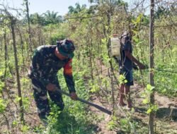 Babinsa Jajaran Korem 012/TU di Subulussalam Bantu Petani Rawat Tanaman Kacang Panjang