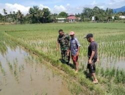 Babinsa Jajaran Korem 012/TU Dampingi Petani Tinjau Pertumbuhan Padi di Abdya