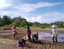 Korem 012/TU Dorong Ketahanan Pangan, Koramil 03/Tepsel Gelar Tanam Padi Serentak di Simeulue