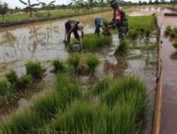 Babinsa Rantau Badauh Dampingi Petani Tingkatkan Produktivitas Padi Melalui Program LTT