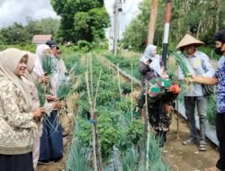 Babinsa Koramil 1010-07/Piani Panen Cabai Bersama Petani di Lokpaikat