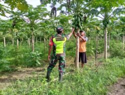 Jajaran Korem 012/TU: Babinsa Kodim 0116/Nara Bantu Petani Rawat Kebun Pepaya di Beutong Ateuh Banggalang