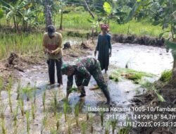 Babinsa Tamban Dampingi Petani, Program LTT Pacu Produktivitas Padi di Barito Kuala