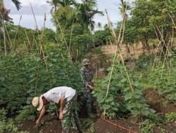 Jajaran Korem 012/TU Dampingi Petani Timun di Sabang untuk Perkuat Ketahanan Pangan