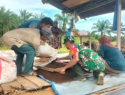 Korem 012/TU Laporkan Babinsa Simpang Kiri Bantu Petani Siapkan Bibit Semangka