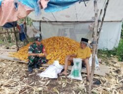 Babinsa Pasie Raya Bantu Petani Kupas Jagung di Desa Bintah