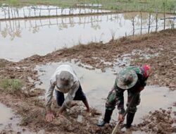 ‎Babinsa Koramil 0105-10/Woyla Barat Bantu Warga Perbaiki Pematang Sawah di Desa Karak