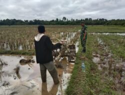 Babinsa Mendampingi Petani di Sawah